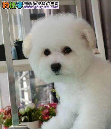 比熊犬长牙期间见什么咬什么怎么纠正