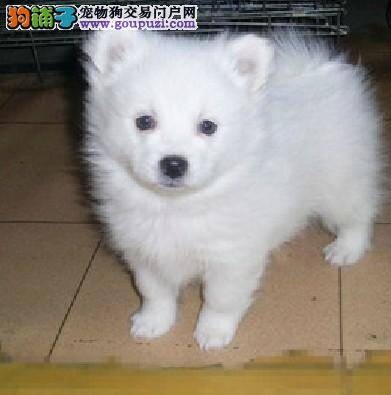 秋天如何合理的护理银狐犬