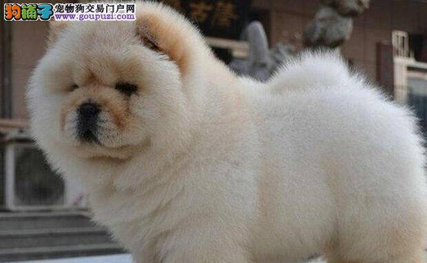掌握挑选技巧 保证您把健康松狮犬抱回家