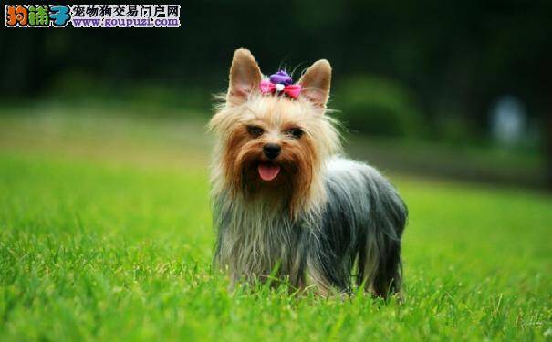 15天的小约克夏消化不好怎么办