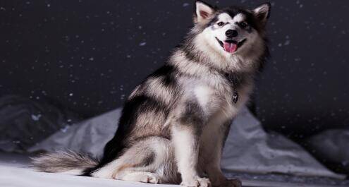 如何养好从北极走来的阿拉斯加雪橇犬呢
