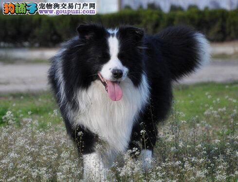 如何饲养一个多月的边境牧羊犬