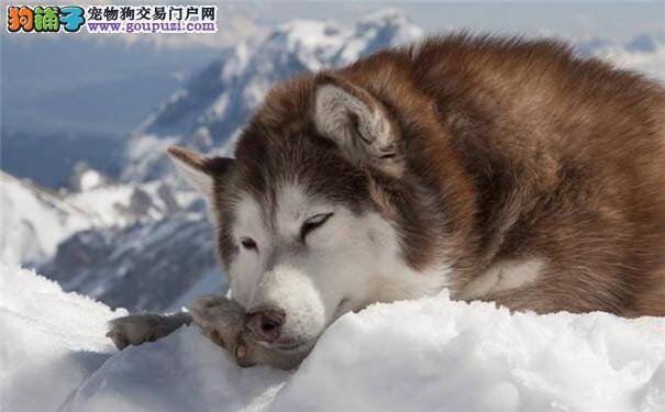 巨型阿拉斯加犬好养吗 阿拉斯加雪橇犬优缺点大公开