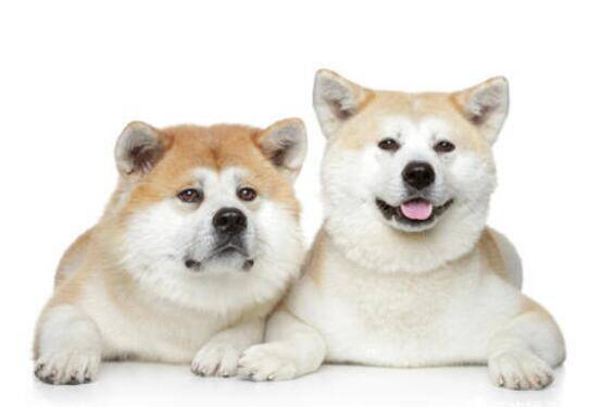 深受日本家庭喜欢的秋田犬，一般售价多少