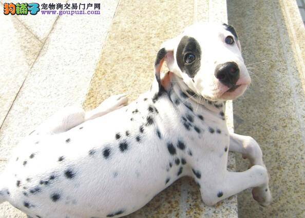 斑点狗一只前脚不敢着地是怎么回事