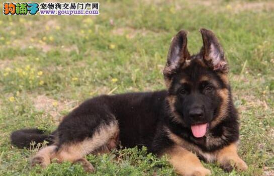 德国牧羊犬长了双排牙齿应该怎么办