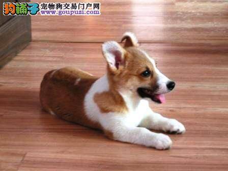 怎样掌握正确给柯基犬刷牙的方法