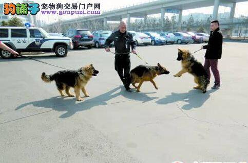 三只警犬亮相乌鲁木齐国际机场开始巡逻任务