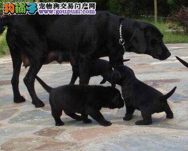 拉布拉多犬呕吐发烧是什么问题