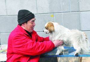 忠诚蝴蝶犬陪伴残疾主人多年不离不弃