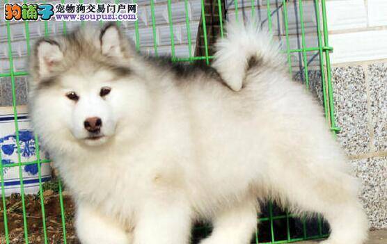 阿拉斯加犬身上起很多小红点是什么病 怎么治