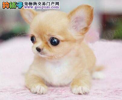 小狗爱骨头 给吉娃娃吃骨头的好处多么