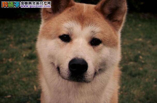 狗狗保健书 夏季如何做好秋田犬的保健工作