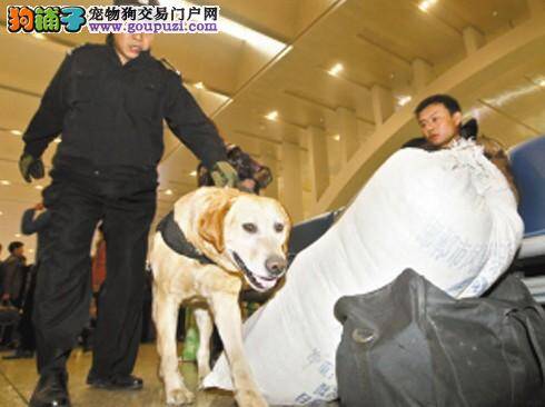 搜爆犬春运首日出现石家庄车站巡逻