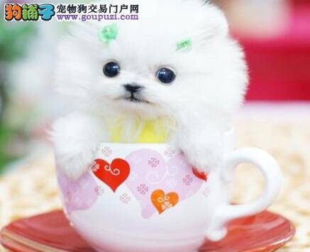 健康新知识 茶杯犬拉稀的原因及治疗方法