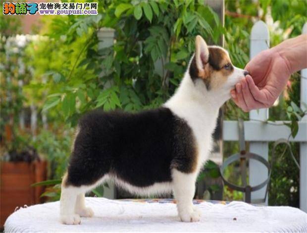 柯基犬得了癫痫用什么药物治疗比较好