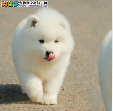 影响萨摩耶犬毛发健康的几个因素