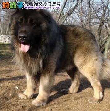 初养小狗的经验 怎样饲养刚带回来的高加索犬幼犬