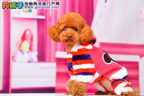 疫苗接种也会失败？导致贵宾犬疫苗失败的原因都有哪些