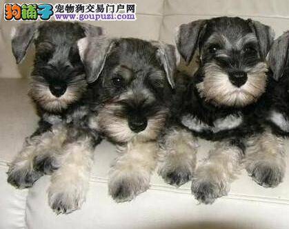 美容护理常识篇 如何给雪纳瑞梳理毛发