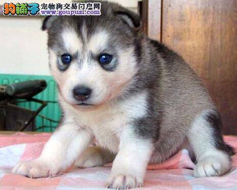 人工喂养要点 主人如何喂养哺乳期的哈士奇幼犬