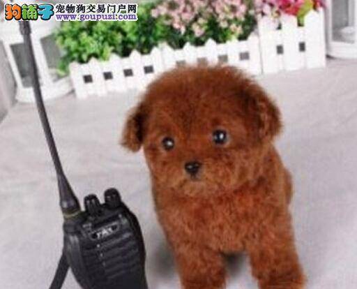 健康大百科 泰迪犬拉肚子的原因及医治方法