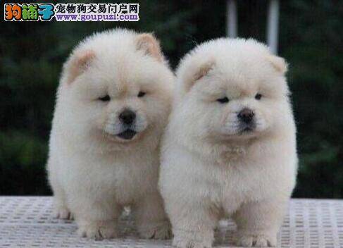 松狮犬的肚皮和奶头上有很多红点点是什么情况