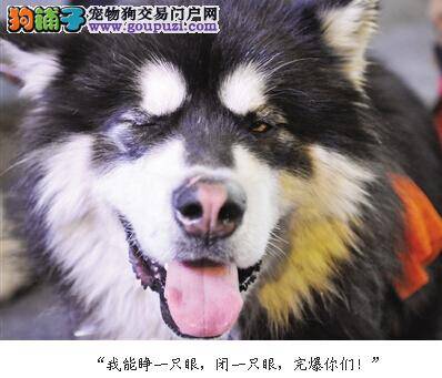 昨日大型雪橇犬大会在哈市举行 全场爆萌