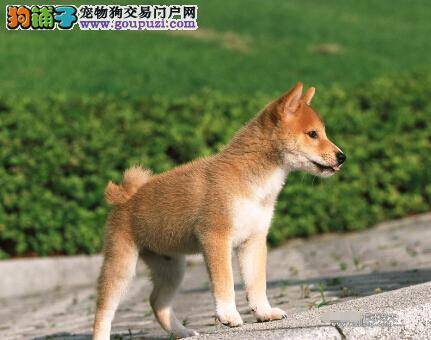 营养结构区别大 看看柴犬的营养结构与人类的不同之处