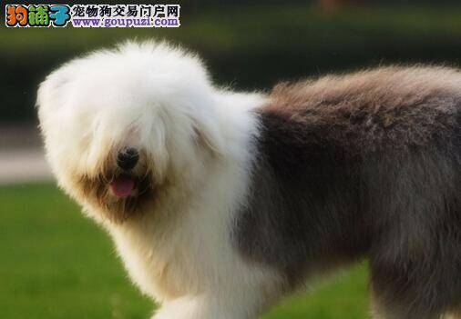 饲养古代牧羊犬前应做好哪些万全准备