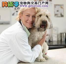 美国3成饲主表示自己的宠物是领养的流浪动物