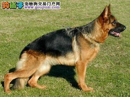 穿衣小建议 冬季给德国牧羊犬穿衣服要注意哪些原则