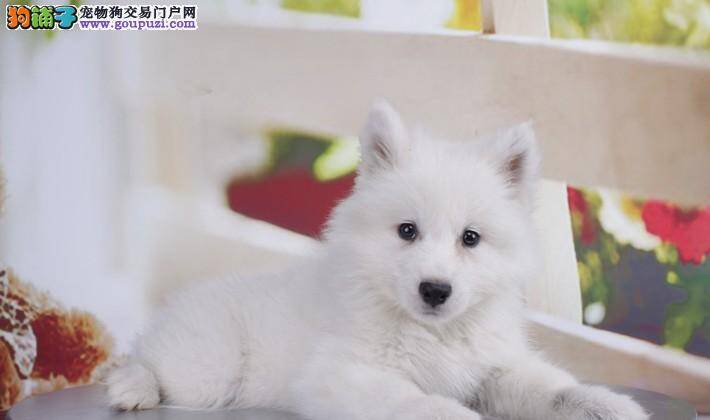 银狐犬产后大量掉毛是什么毛病