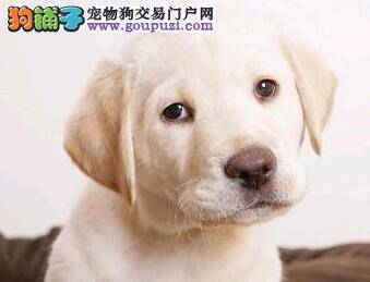 我家拉布拉多犬有点便秘应怎么办