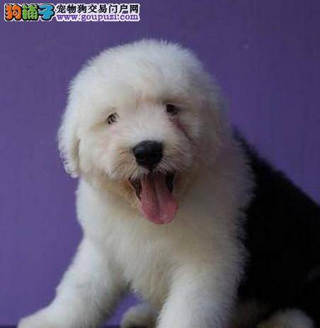 古代牧羊犬最近总拉稀，没精神不吃饭怎么办