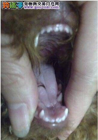 悄悄告诉你贵宾犬牙齿与年龄之间的秘密