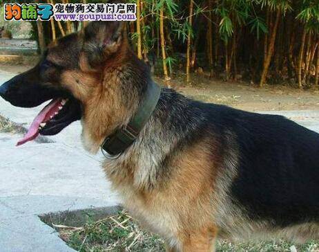 调教有讲究 利用哪些方法可以成功训练狼狗