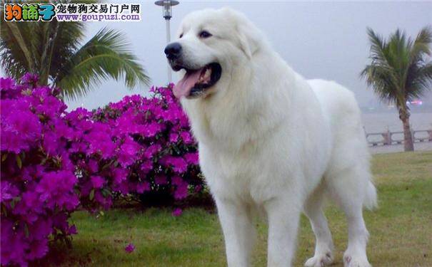 怎样挑选大白熊犬 大白熊犬的价格