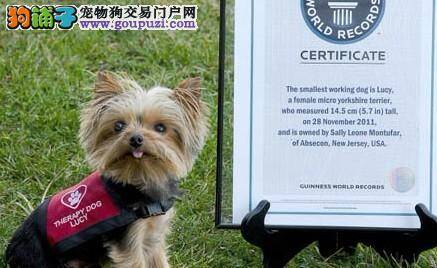 美一约克夏成为全球体型最小的狗医生，刷新了世界纪录