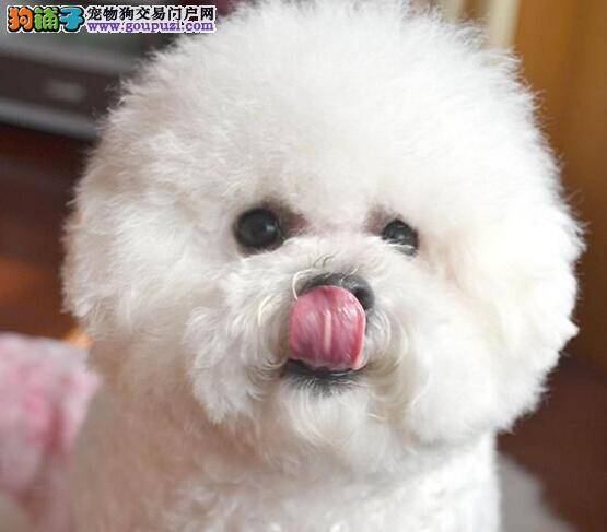 怀孕一本通 比熊犬即将生产应该准备些什么