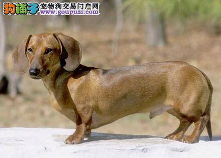 科学饲养 如何照顾腊肠犬更健康