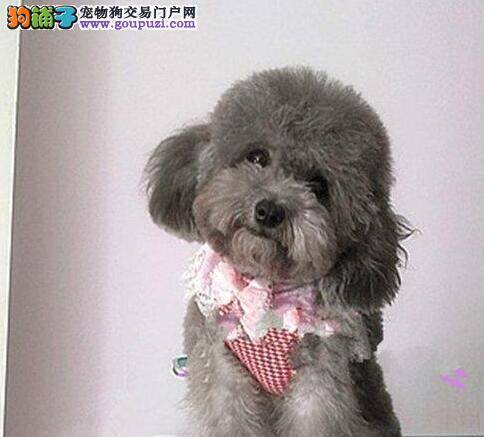 贵宾犬患上细小后鼻子干，没精神怎么办