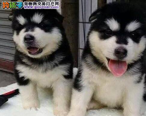 阿拉斯加犬什么时候注射疫苗好