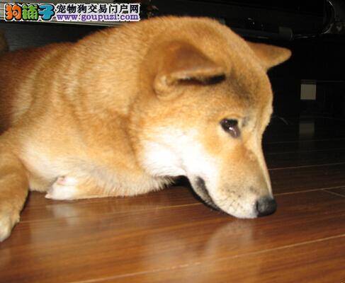 蛋白质的利与弊 给柴犬准备狗粮需注意的事情