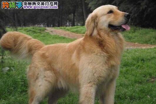 饲养小百科 怎样科学照顾年幼的金毛犬