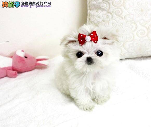 马尔济斯犬得了心脏病，咳嗽的很厉害怎么办