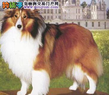 护理全方案&nbsp;&nbsp;护理喜乐蒂犬的耳朵需要几个步骤