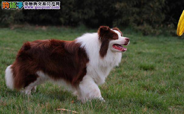 教你如何矫正边境牧羊犬游戏时爱咬人的坏习惯