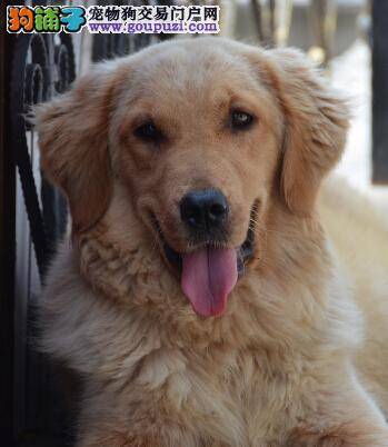 两方观点分析制定金毛犬吞食塑料袋的抢救方案