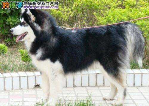 阿拉斯加雪橇犬超重的检测方法与治疗